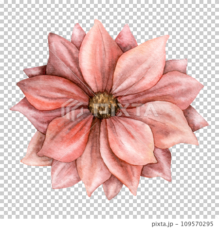 Watercolor dahlia. Hand painted asters flowers. Blooming scarlet colored head with brown heart. Botanical illustration for greeting cards, wedding invitations, pack, stationary, decorations. 109570295