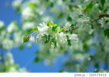 Beginning of the spring season. Blooming apple trees. Selective focus Beginning of the spring season. Blooming apple trees. Selective focus 109570418