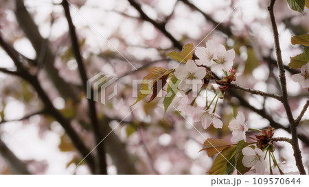 Sakura cherry blossom in spring on a cloudy day Sakura cherry blossom in spring on a cloudy day 109570644