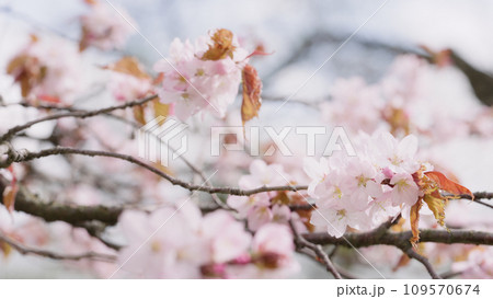 Sakura cherry blossom in spring on a cloudy day 109570674