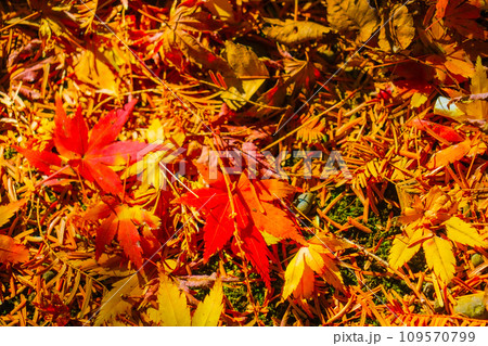 鮮やかな紅葉のイメージ 鮮やかな紅葉のイメージ 109570799