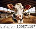 Cow head on a farm 109571197