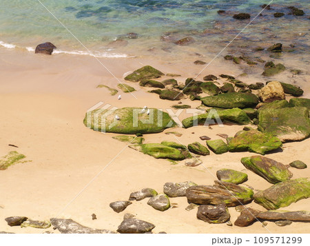 Bright green algae-covered rocks in the foreground at Bondi Beach, Australia in summer. 109571299