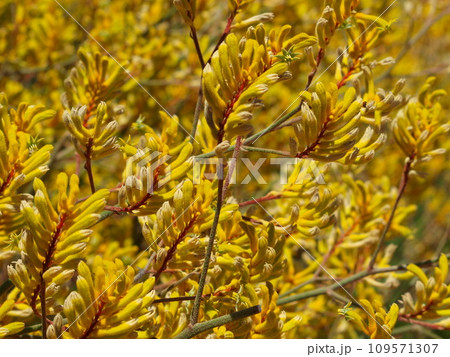 Kangaroo Paw Yellow Flower, Anigozanthos in the garden under the sunshine in Australia Kangaroo Paw Yellow Flower, Anigozanthos in the garden under the sunshine in Australia 109571307