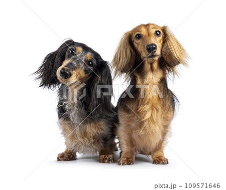 Dachshund on white background Dachshund on white background 109571646