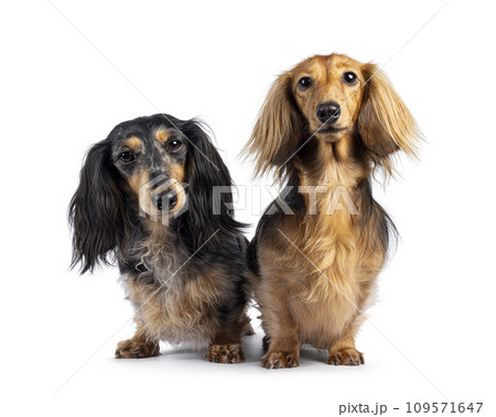 Dachshund on white background 109571647