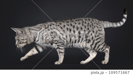 F7 Savannah cat on black background F7 Savannah cat on black background 109571667