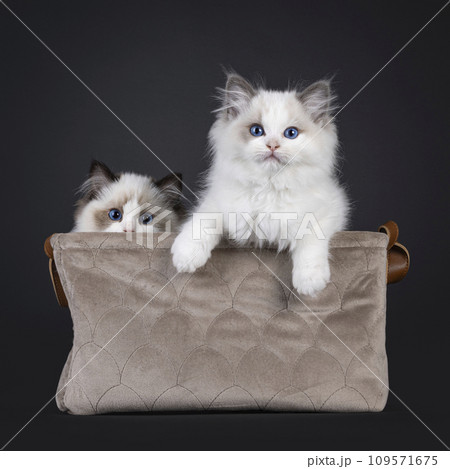 Ragdoll cat kittens on black background Ragdoll cat kittens on black background 109571675