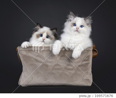 Ragdoll cat kittens on black background 109571676
