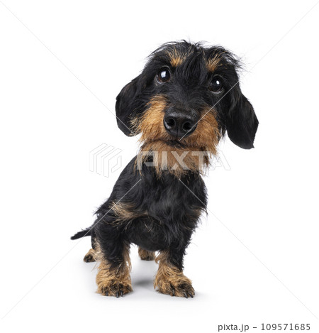 Dachshund dog on white background Dachshund dog on white background 109571685