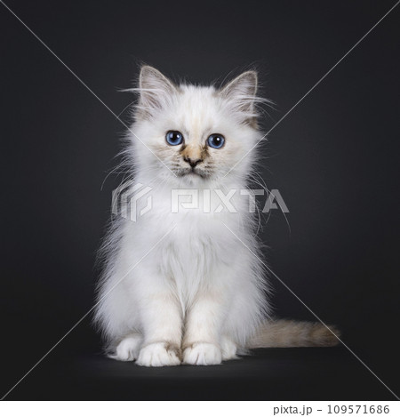 Sacred Birman cat kitten on black 109571686