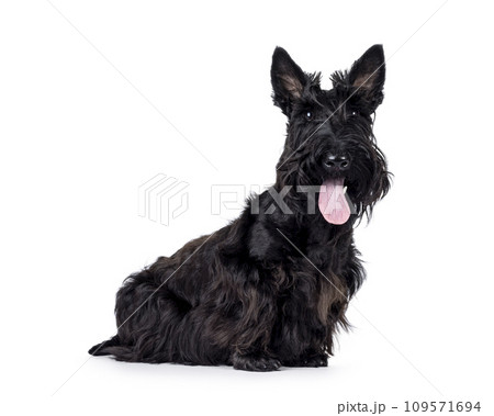Scottish Terrier dog on white background Scottish Terrier dog on white background 109571694