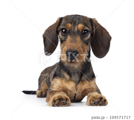Wirehair Dachshund dog pup on white background 109571717