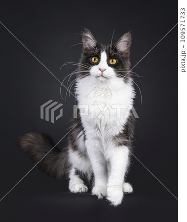 Maine Coon cat on black background 109571733