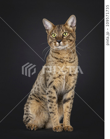 F7 Savannah cat on black background F7 Savannah cat on black background 109571735