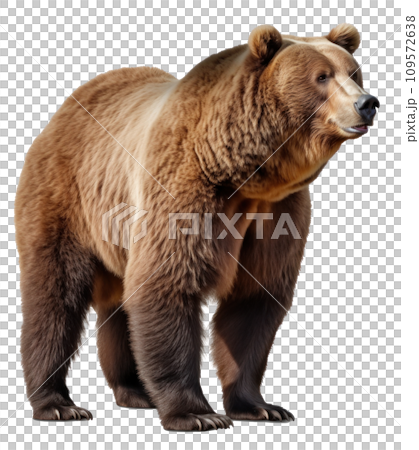 brown bear isolated on transparent background brown bear isolated on transparent background 109572638