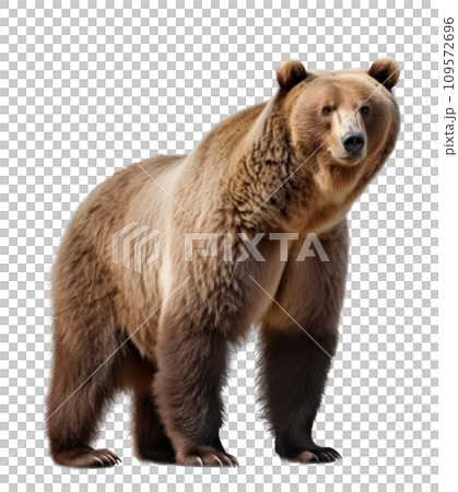 brown bear isolated on transparent background brown bear isolated on transparent background 109572696