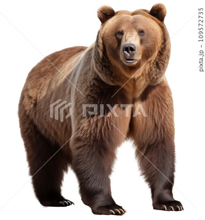 brown bear isolated on transparent background brown bear isolated on transparent background 109572735