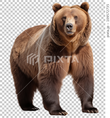 brown bear isolated on transparent background 109572735