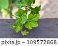 Hedera helix cristata ivy plant. House plant collection 109572868
