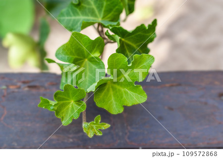 Hedera helix cristata ivy plant. House plant collection 109572868