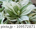 Pistachio White Tradescantia Stripe albiflora variegata House plant 109572871