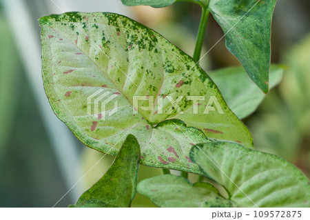 Syngonium Confetti tricolor One leaf 109572875