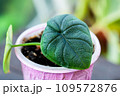Alocasia melo or Alocasia Rugosa baby plant propagated 109572876