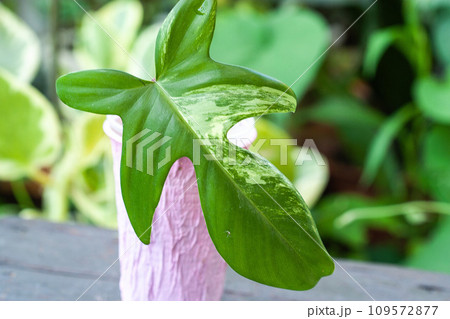 Philodendron Florida Beauty or Magic Mask one leaf cutting propagation Philodendron Florida Beauty or Magic Mask one leaf cutting propagation 109572877