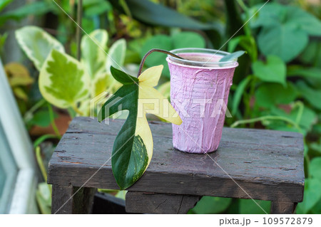 Philodendron Florida Beauty or Magic Mask one leaf cutting with new growth propagation concept 109572879