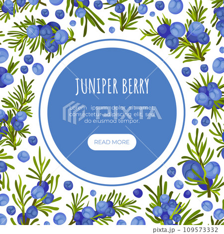Juniper Nature Design with Evergreen Berry Branch Vector Template 109573332