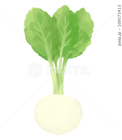 カブの手描き風イラスト 109573413