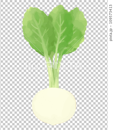 カブの手描き風イラスト 109573413