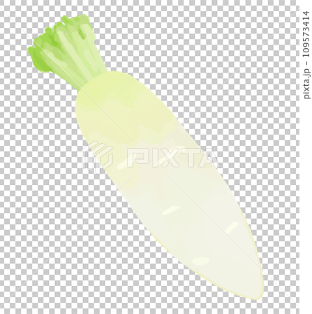 Hand-drawn style illustration of radish 109573414