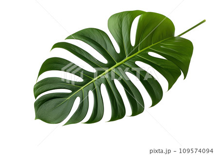a picture of a monstera plant leaf is shown, a picture of a monstera plant leaf is shown, 109574094
