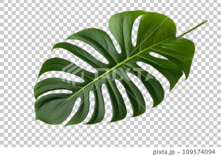 a picture of a monstera plant leaf is shown, a picture of a monstera plant leaf is shown, 109574094
