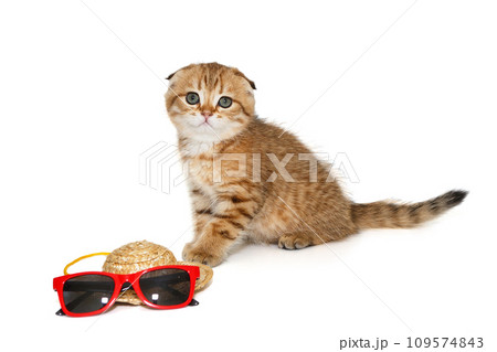 Small Scottish kitten of golden color and vacation accessories Small Scottish kitten of golden color and vacation accessories 109574843