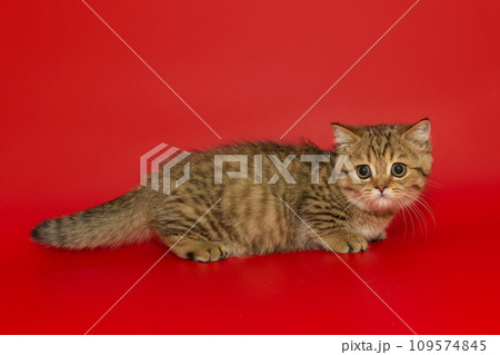 Small striped Scottish kitten stands sideways 109574845