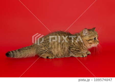Small striped Scottish kitten stands sideways 109574847