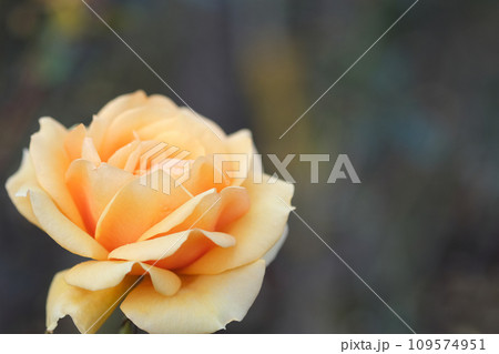 Macro close up of Peach Fuzz color against dark natural background with copy space.  109574951