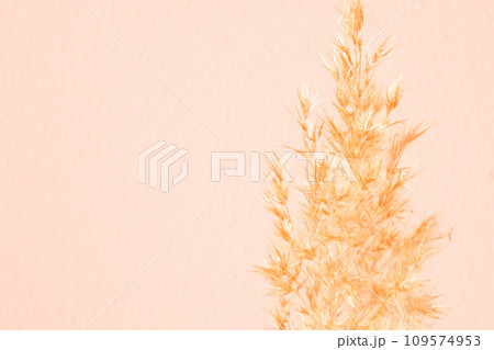Pampas grass against a background textured wall of Peach Fuzz color. Lifestyle home interior, abstract nature decoration.  109574953