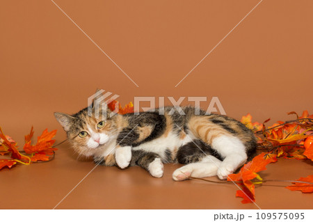 Young tricolor cat 109575095