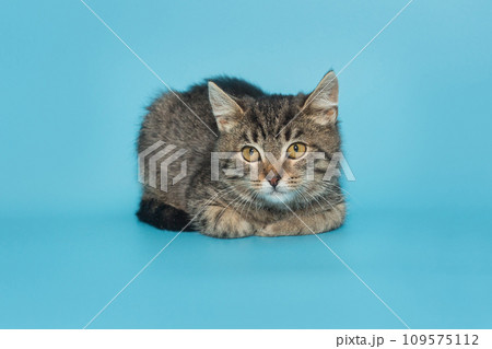 Small gray kitten 109575112