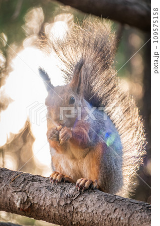 The squirrel with nut sits on tree in the autumn. Eurasian red squirrel, Sciurus vulgaris. The squirrel with nut sits on tree in the autumn. Eurasian red squirrel, Sciurus vulgaris. 109575158