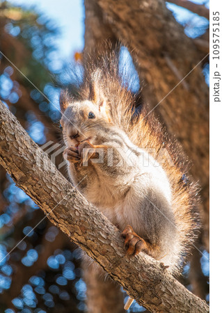 The squirrel with nut sits on tree in the autumn. Eurasian red squirrel, Sciurus vulgaris. The squirrel with nut sits on tree in the autumn. Eurasian red squirrel, Sciurus vulgaris. 109575185