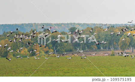 Flying cranes flock against blue sky Flying cranes flock against blue sky 109575195