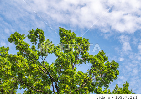 Green oak leaves background. Plant and botany nature texture. green oak leaves in woods 109575221