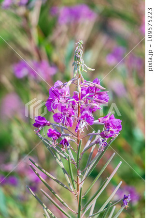 Flowers of Fireweed, Chamaenerion angostifolium on a sunny summer day 109575223