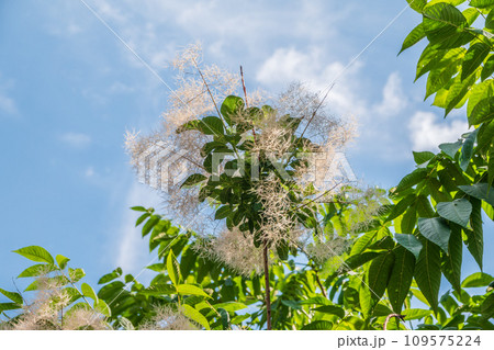 Interesting plant Cotinus coggygria, Rhus cotinus, smoke tree, smoke bush, Venetian sumach Interesting plant Cotinus coggygria, Rhus cotinus, smoke tree, smoke bush, Venetian sumach 109575224