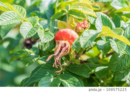 Autumn or summer nature background with rose hips branches in the sunset light. The rose hip or rosehip, also called rose haw 109575225